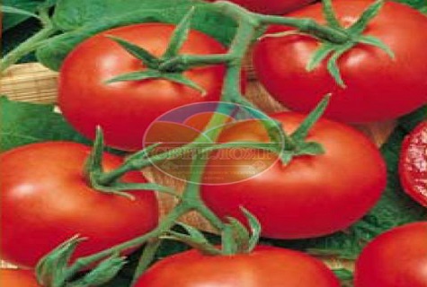 prikryté paradajky