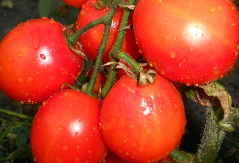 krzewy pomidorów Countryman