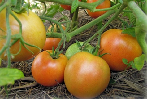 tomat Söt munk i trädgården