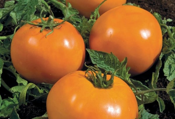 paradajkový jantárový vzhľad