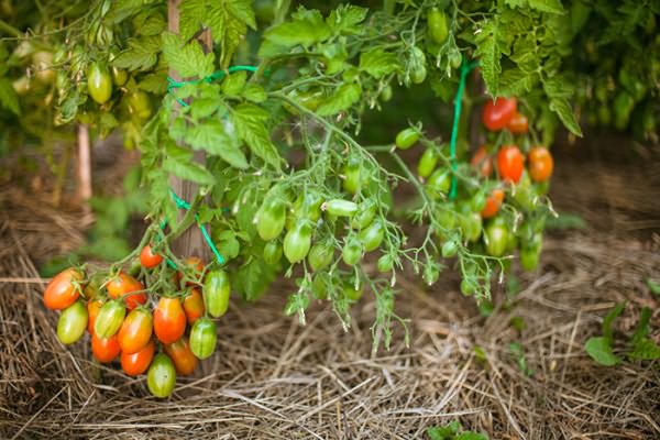 arbustes de tomates chio chio san