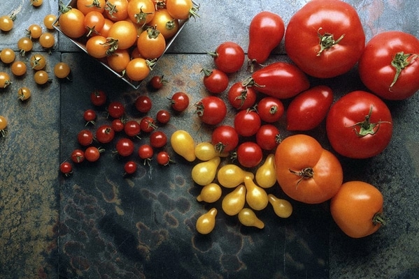 pomidorų įvairovė ant stalo
