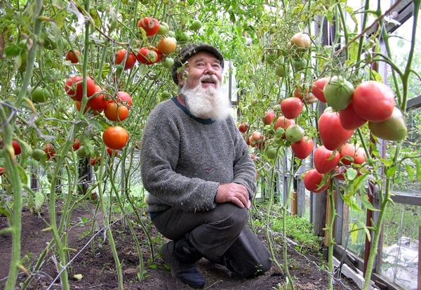 vyras, sėdintis šiltnamyje su pomidorais