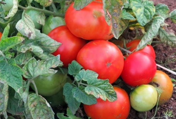 arbustos de tomate asceta