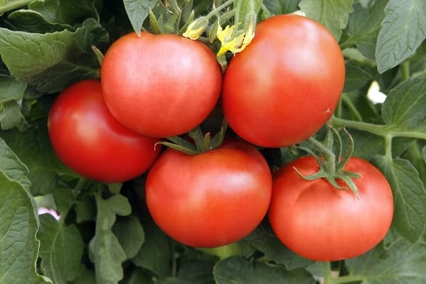 udseendet af en tomatpræmie for tomater