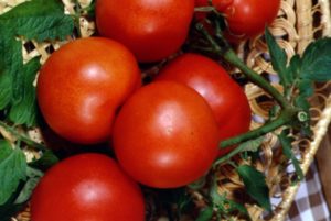 Các loại cà chua tốt nhất cho nhà kính polycarbonate ở vùng Moscow