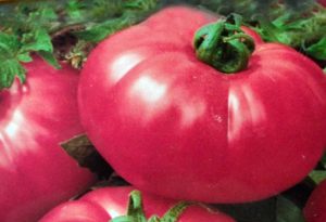 Description of tomato tea rose and characteristics of the variety