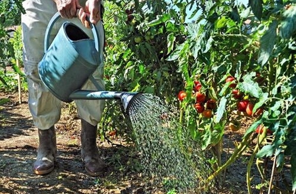 tưới cà chua trong vườn