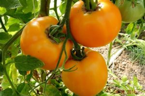 Popis odrůdy rajčat Amber a její vlastnosti
