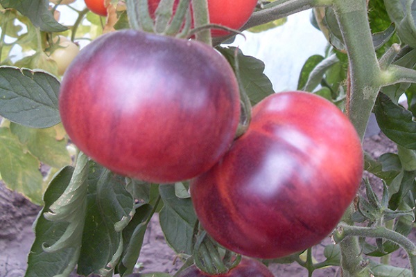 tomatgrindar
