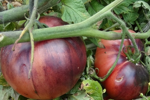 Beskrivning av variationen av tomat Amethyst juvel och dess egenskaper