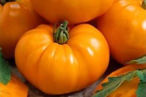 Beskrivelse af tomatsorten Bison orange og dens egenskaber