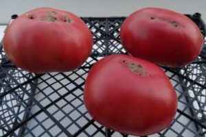 Description of the Big Dipper tomato variety and its yield