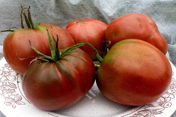 paradajkový chernomor
