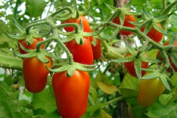 Cherry paradajka