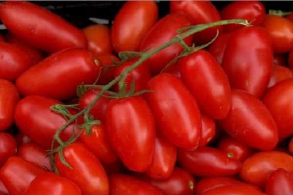 jasne červené paradajky