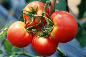 Geriausios Kirovo atrankos pomidorų veislės šiltnamiams ir atvirai žemei