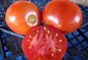 Descrizione del pomodoro a maturazione precoce Effimera e caratteristiche della varietà