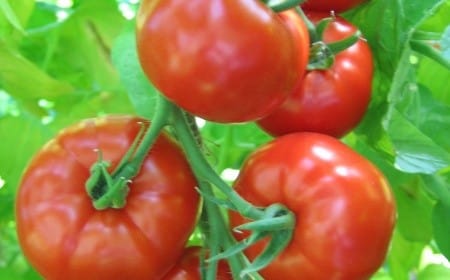 pomidorų natus