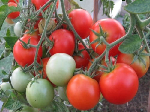 pomidorų krūmai Efemeris