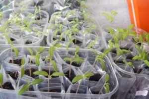 Sodinimas ir pomidorų auginimo patarimai pagal „Galina Kizima“ metodą