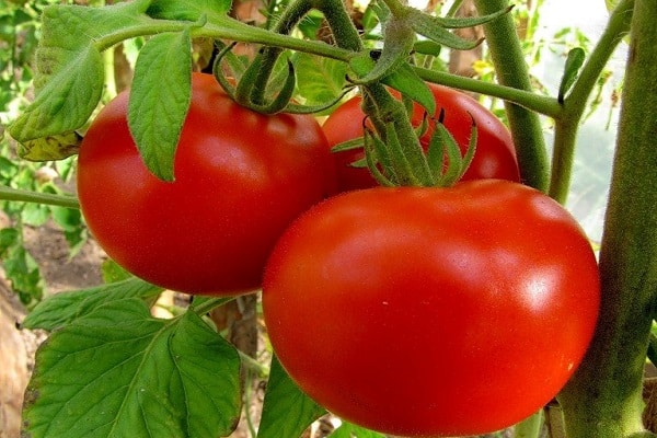 valiutinis pomidoras