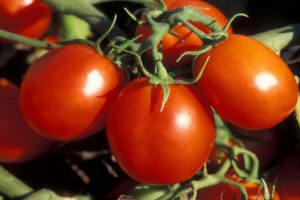 Welke soorten tomaten zijn het meest geschikt voor de regio Moskou