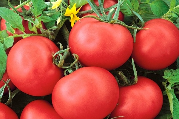 festlig tomat