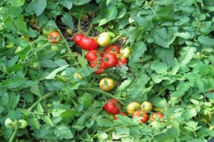 Egenskaper och beskrivning av den festliga tomatsorten