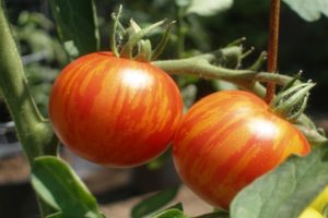 Beskrivning av tomatsorten Tiger cub och odlingsfunktioner
