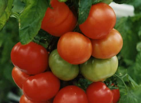 buissons de tomates Titanic f1