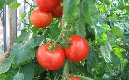 domates çalıları viscount