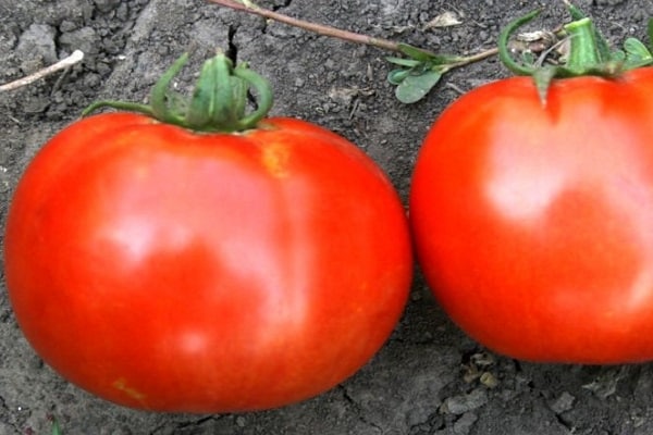 liggande tomat