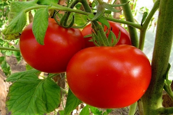 odling av tomater