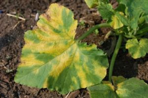 Шта урадити ако се на листовима краставаца појаве жуте флеке и како се лечити