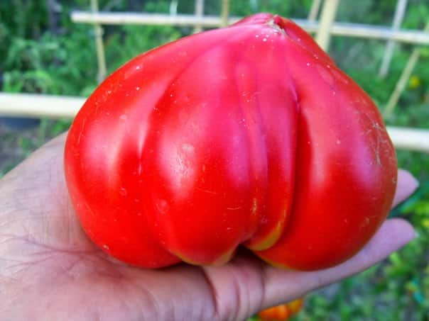 išvaizda pomidorų Jaučio širdis