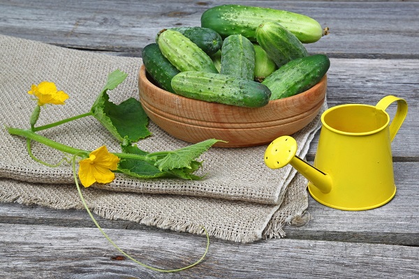 cucumbers and watering