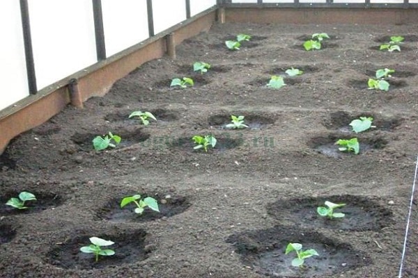skleník zasadil