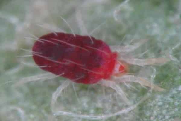 Hvordan man slipper af edderkoppemider på agurker, de vigtigste kontrolforanstaltninger
