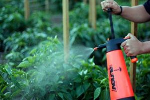 How to properly spray and process tomatoes with boric acid