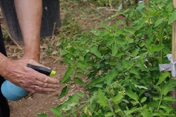 hnojivá na báze mikroživín pre paradajky