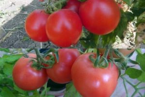 Les meilleures et les plus productives variétés de tomates pour la Biélorussie en serre et en plein champ