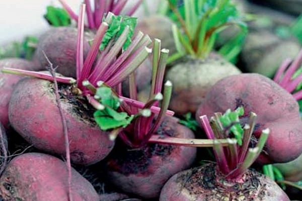 purple beet
