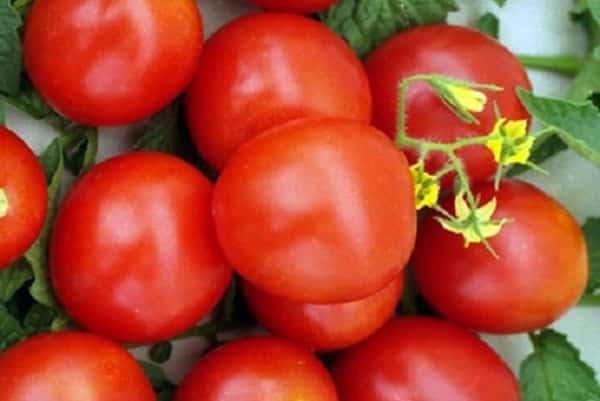 Moskvich tomato