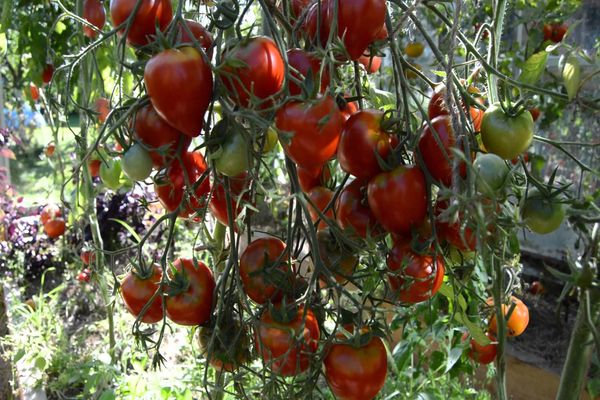 tarasenko tomaten 2