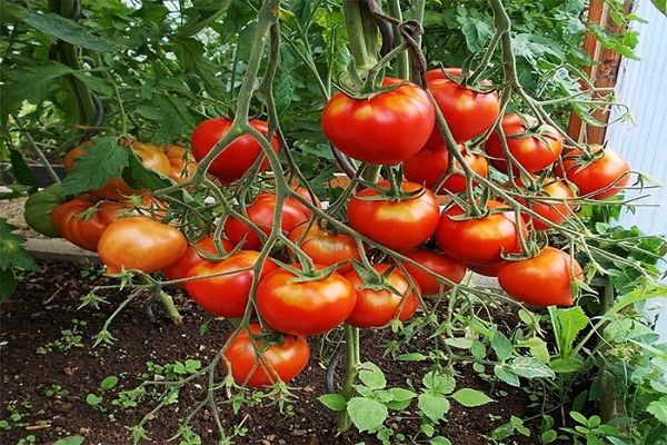Eierstock der Tomate
