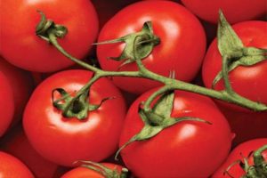Tarasenko hibrīda tomātu šķirnes raksturojums un apraksts, tā raža