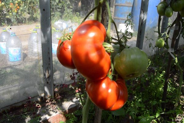 plantning af en tomat