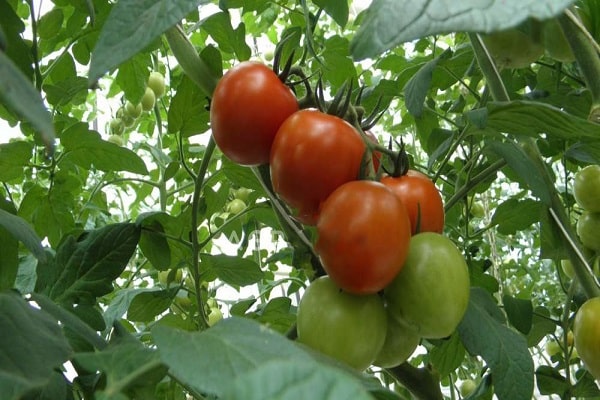razinos pomidoras