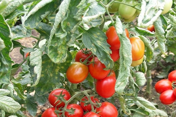 tomate scie parfaite